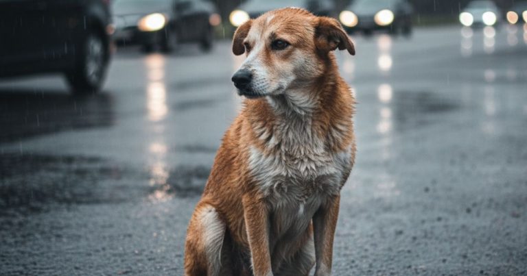 A Mother Dog Crawled Through Rain and Begged Every Passing Car To Save Her Puppies