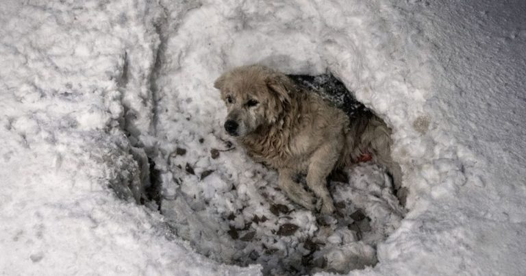 Dog Found Frozen In A Snow Hole Finally Gets Help And His Story Breaks Hearts