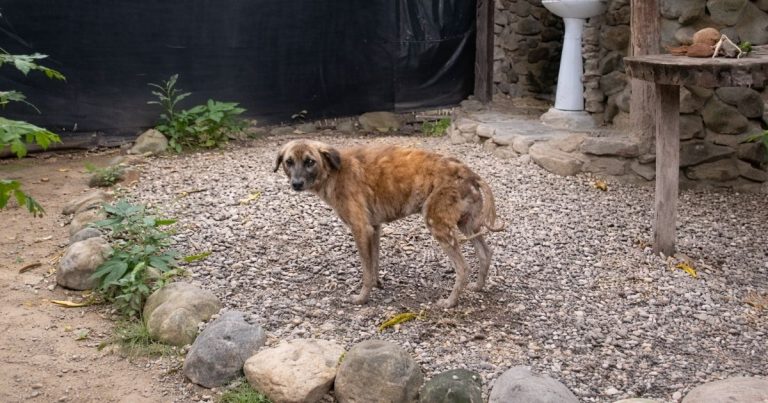 Dog Who Ran From Every Human Learns How To Smile Again — And His Past Explains Everything