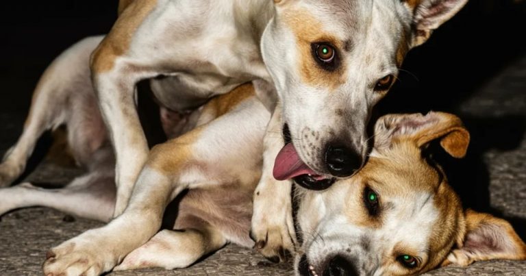 He Refused To Leave Her Side, Even When Help Took Too Long To Come