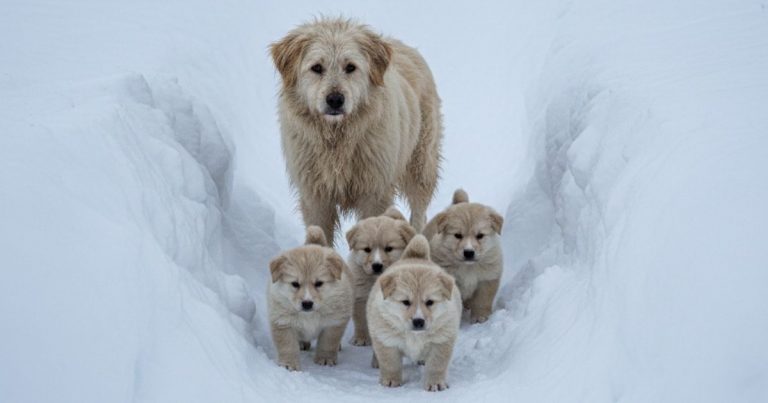 Hungry Puppies Line Up In The Snow Waiting for Their Mother to Beg for Food