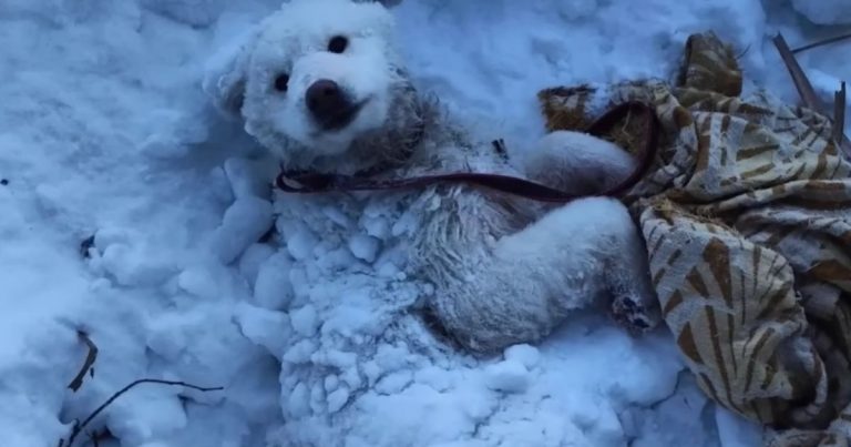 Left In The Snow With A Leash Still On, Bely Refused To Give Up On Life