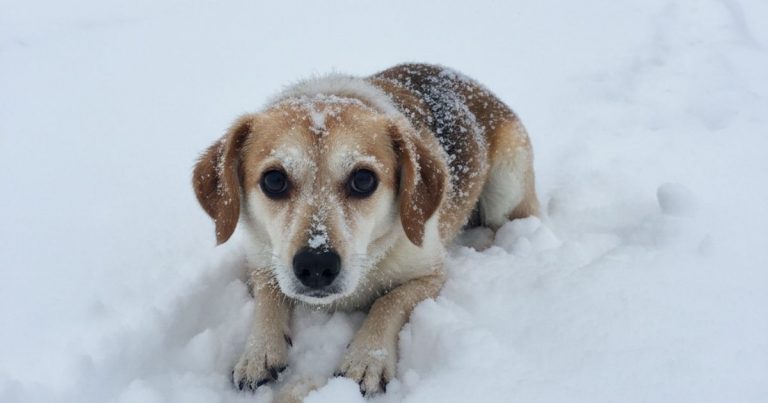 Mishka Was Curled In The Snow With Fear In His Eyes — And Someone Chose To Stop