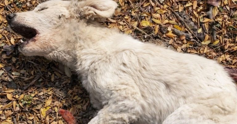 The Puppy Lay Screaming For Help As Thousands Of Maggots Ate Away At His Wounds
