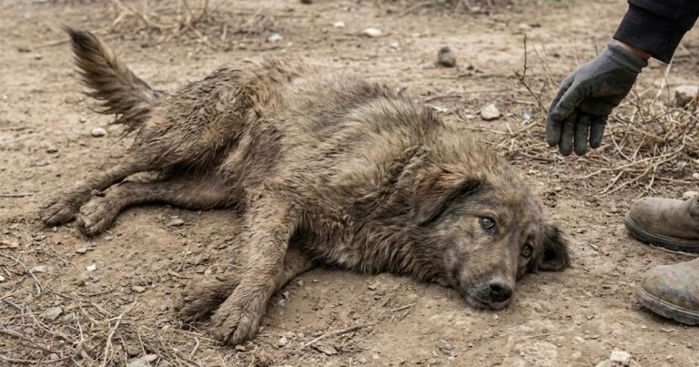Rumba Had Been Lying There for Four Days — Still Wagging Her Tail, Still Hoping