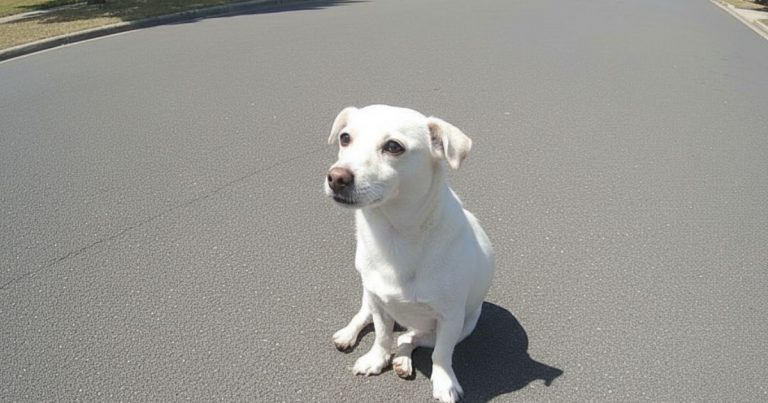 The Crippled Dog Cried As He Tried To Follow The Car That Left Him