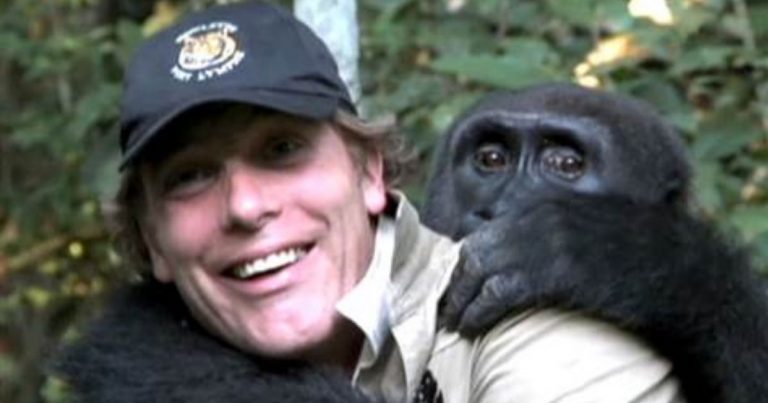 Five Years In The Wild Didn’t Break The Bond Between A Gorilla And The Man Who Raised Him