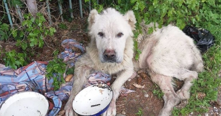 They Found Him Melting Into The Dirt In The Heat — And Slowly Helped Him Remember How To Stand Again