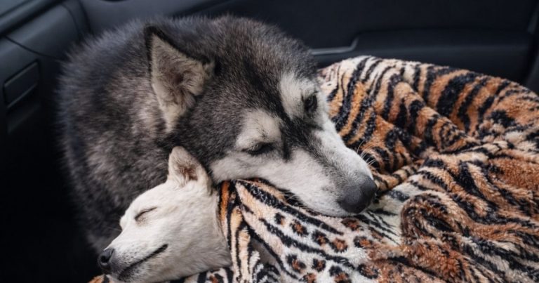 She Hugged The Puppy And Cried In The Car When She Knew What Was Going To Happen