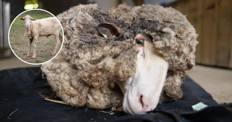 Sheep Covered In 90-Pounds Of Wool Gets Life-Saving Makeover